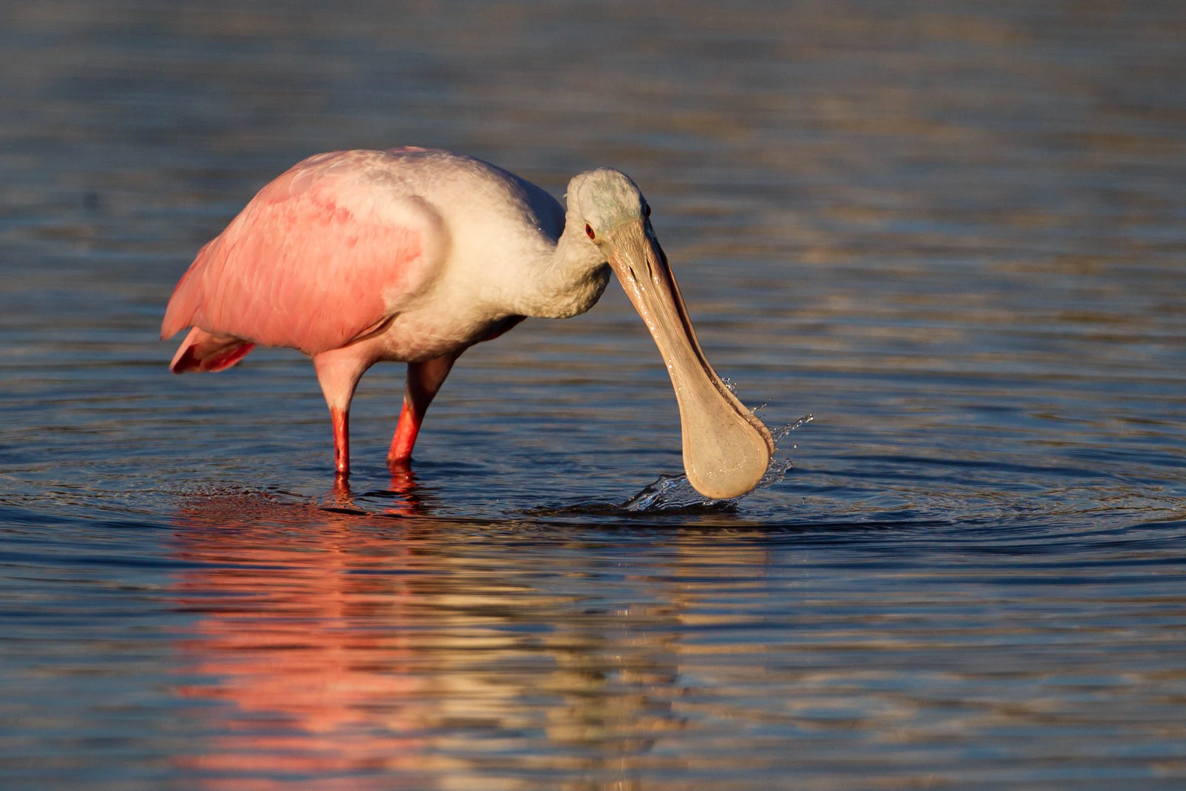 Roseate Spoonbill Sifting.jpg