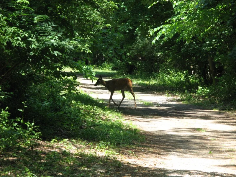 Deer-800x600.jpg
