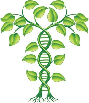 Dinner This Wednesday! Genotyping Trees to Ensure a Successful Future