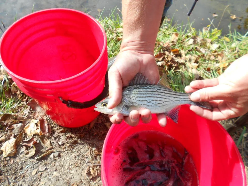 Fish Stocking at Izaak