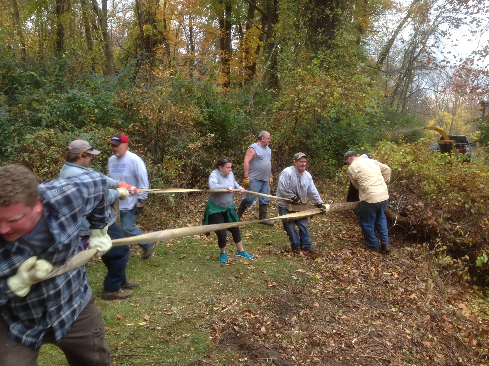 Tree Pull.JPG