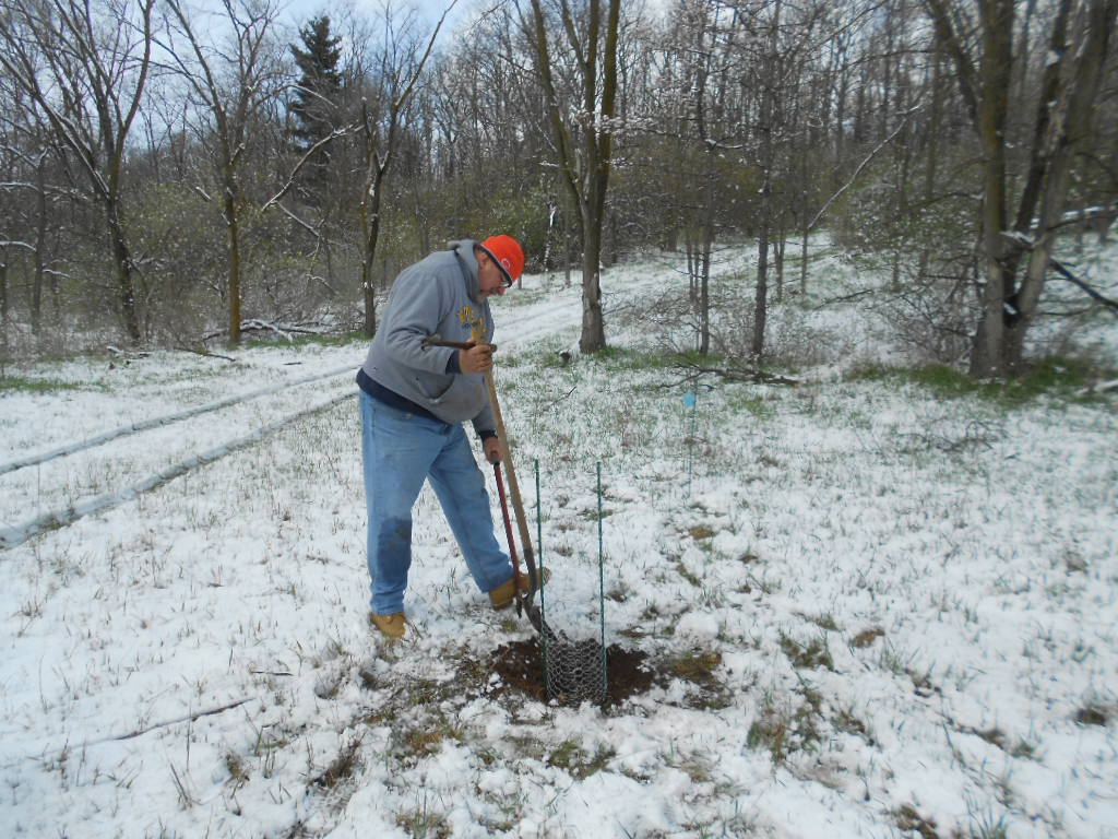 More American Chestnut Trees Planted at Izaak Walton