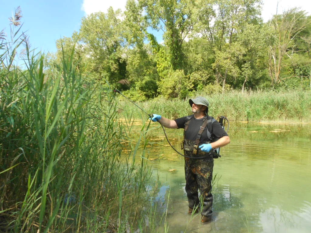 Phragmites Reed Issue on Third Pond
