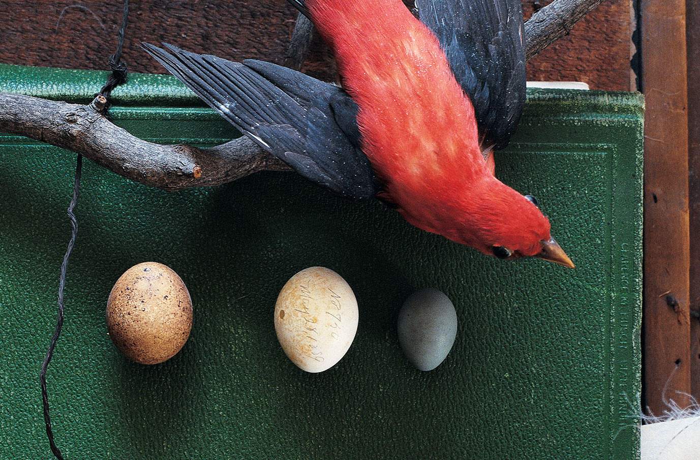 September 21 Dinner - Bird Conservation