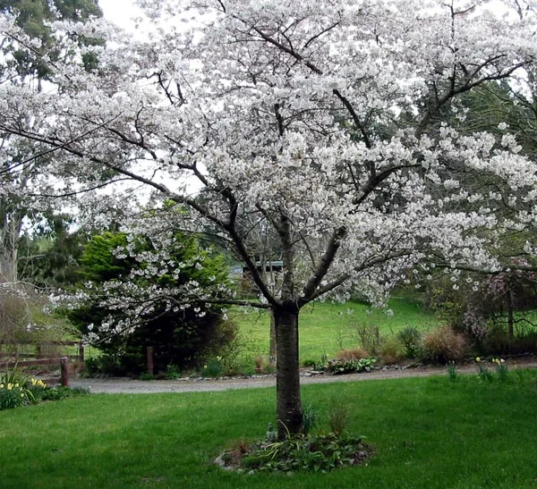 Celebrate Arbor Day with a Tree Giveaway & Dinner on April 26