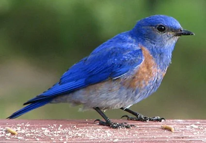 Dine & Learn - "Birds of a Feather" on May 17