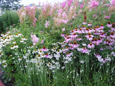 Dine & Learn - Benefits of Planting Native Species