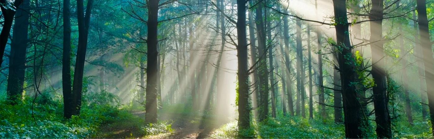 tree-services-banner1.jpg