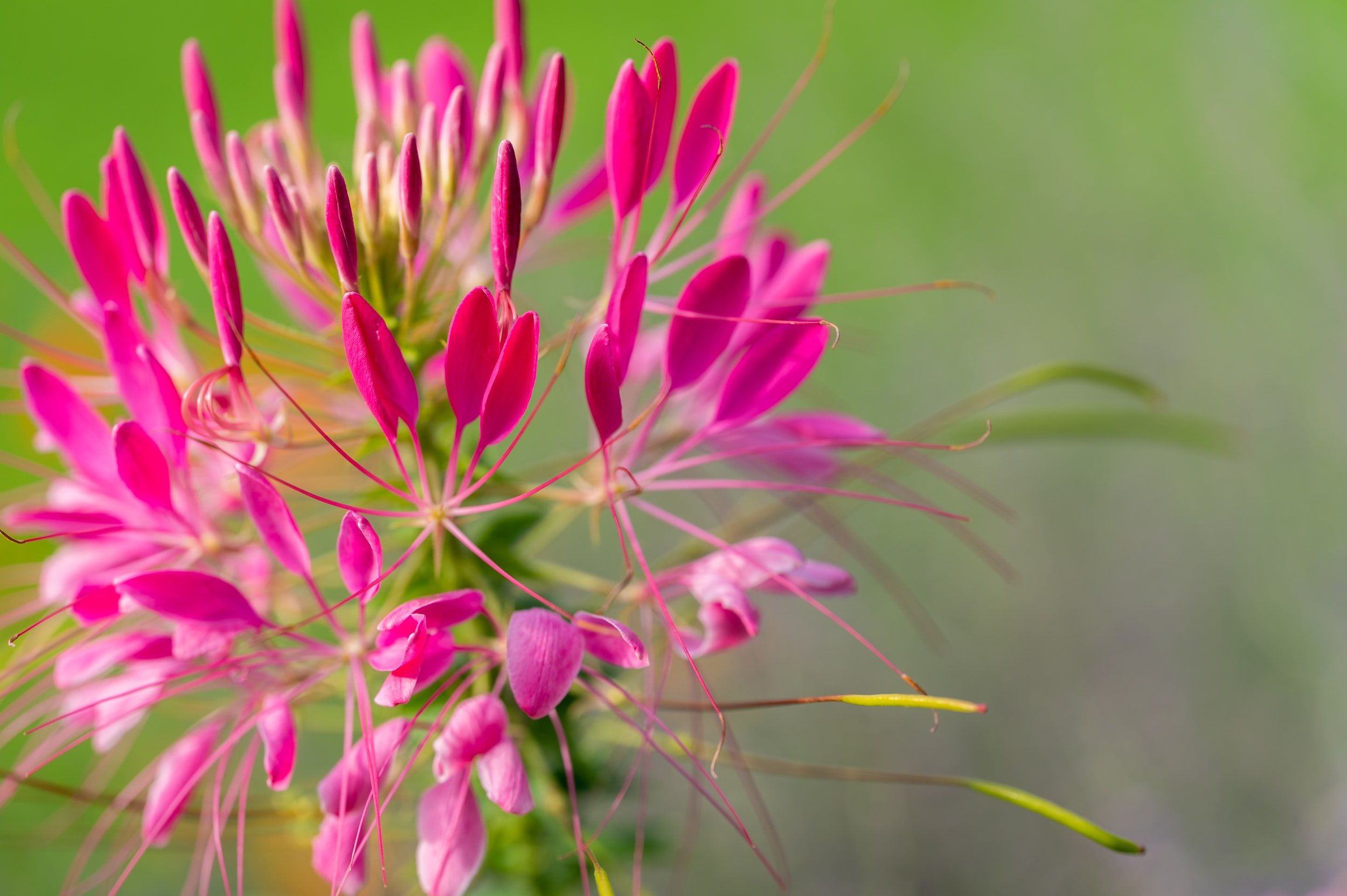 IKE Dinner and Talk about Perennial Gardening on Wed, May 18