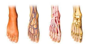 Complex Layered Foot Physics In Motion Under Pressure.jpg