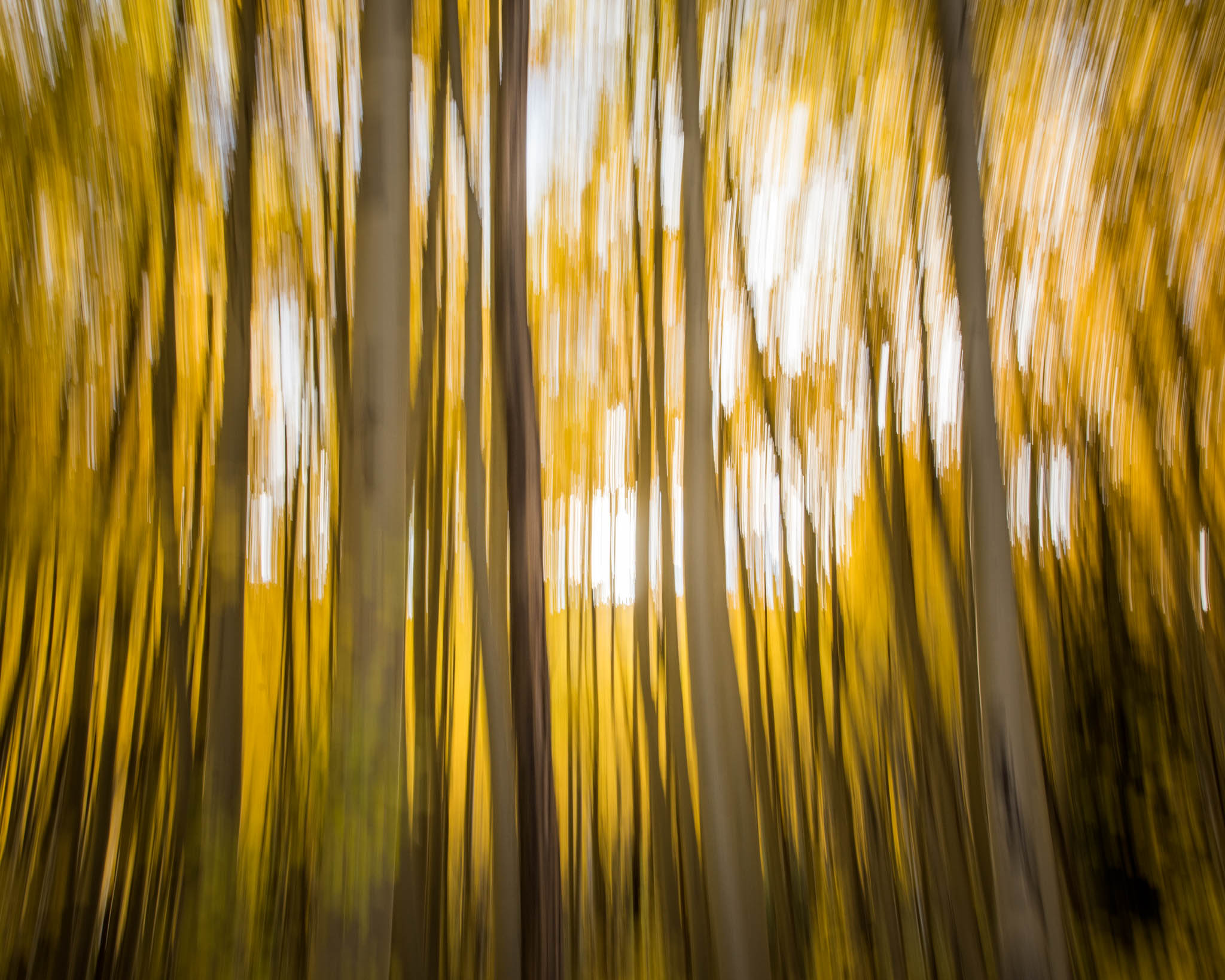 Aspen-Lines-5.jpg