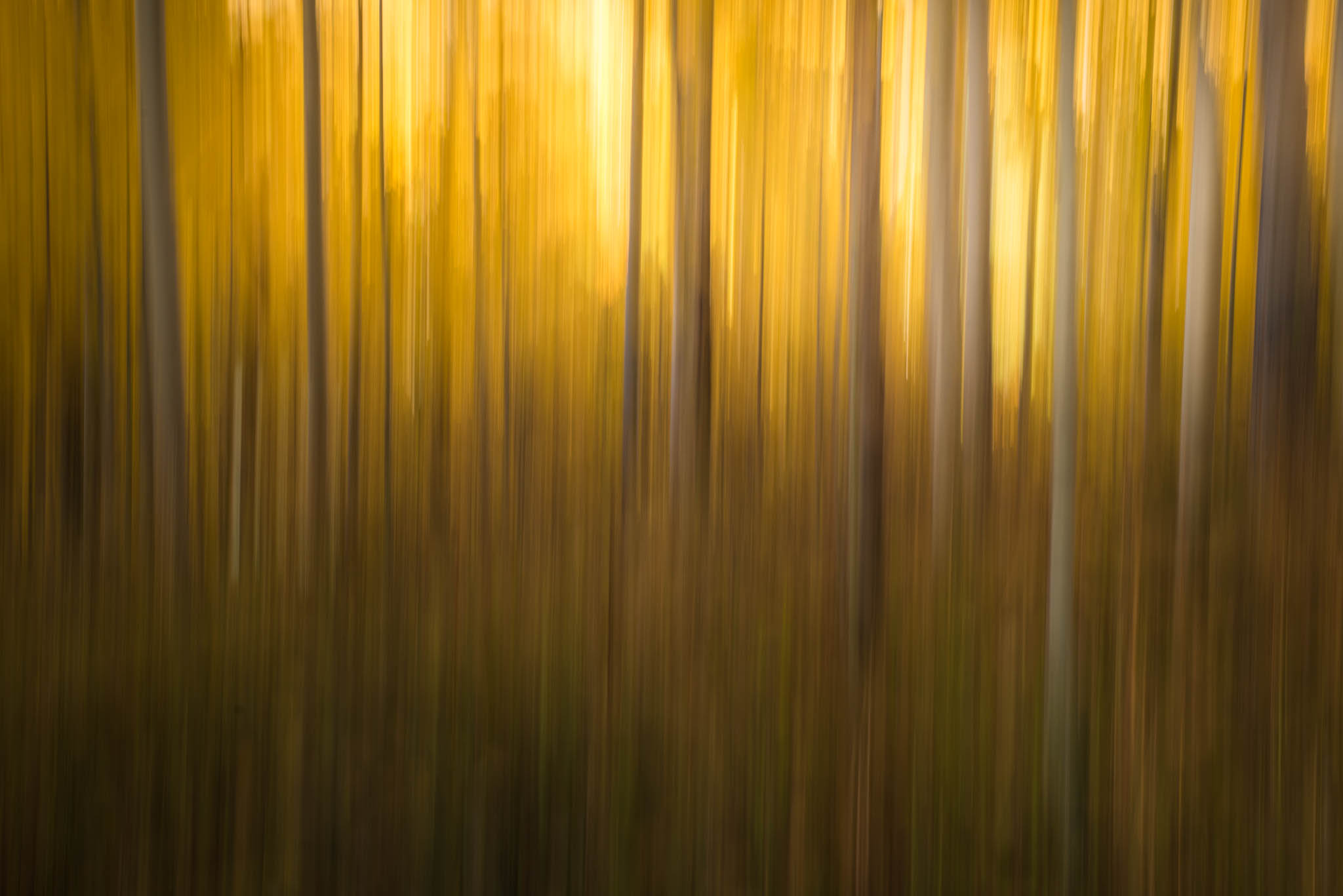 Aspen-Lines-12.jpg