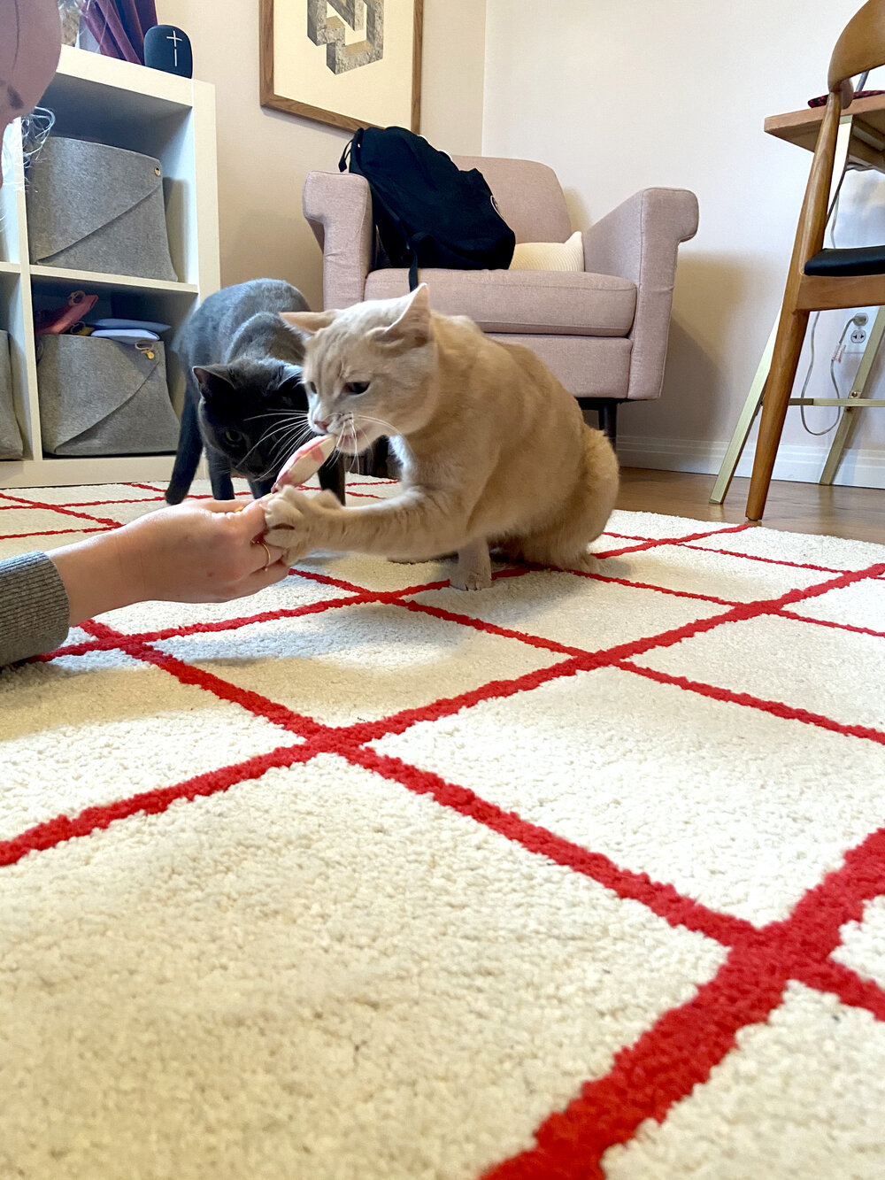 A big orange cat takes the cat toy from Alaina’s hand, smaller gray cat looks on with interest