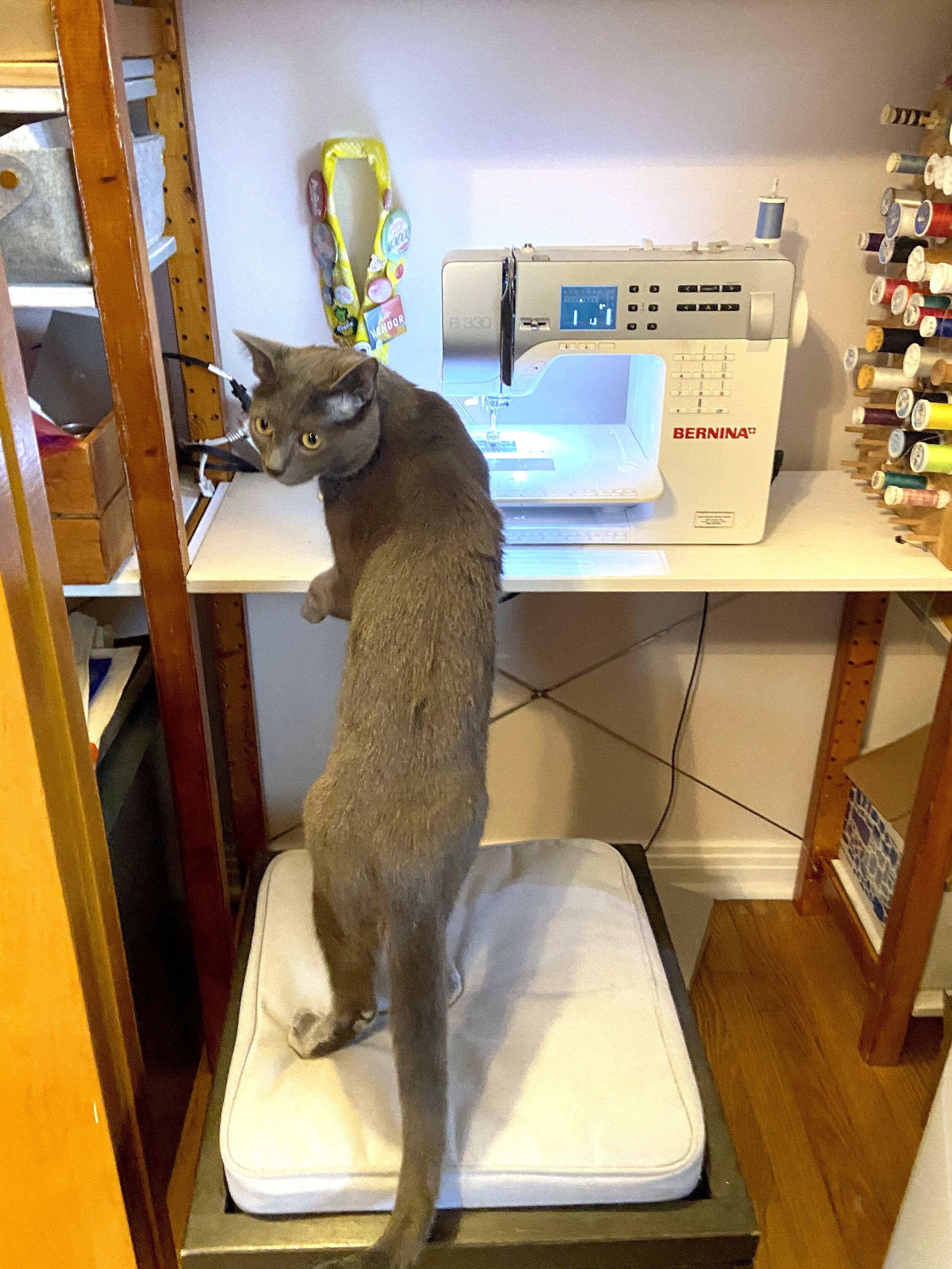 Mochi, the smaller gray cat, sits at a sewing machine and looks back at the camera