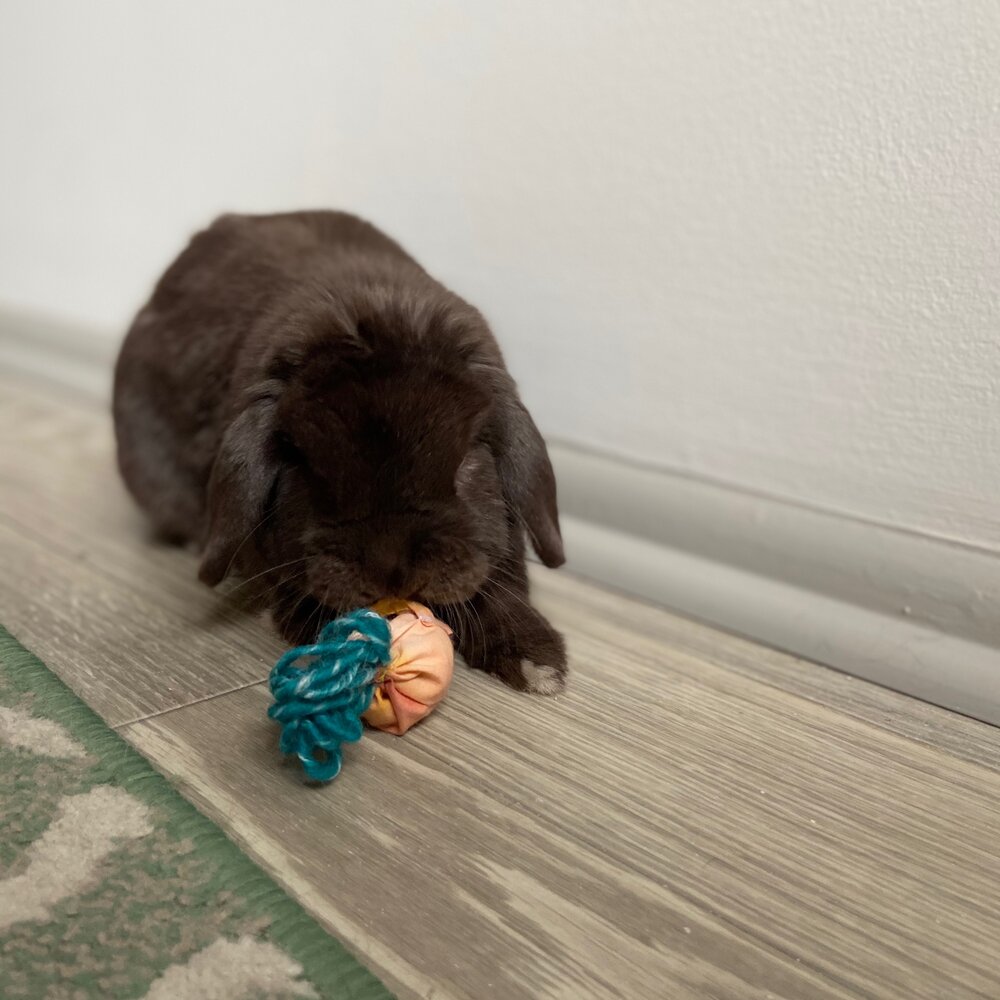 Small chocolate brown bunny holds finished DIY carrot toy in his mouth