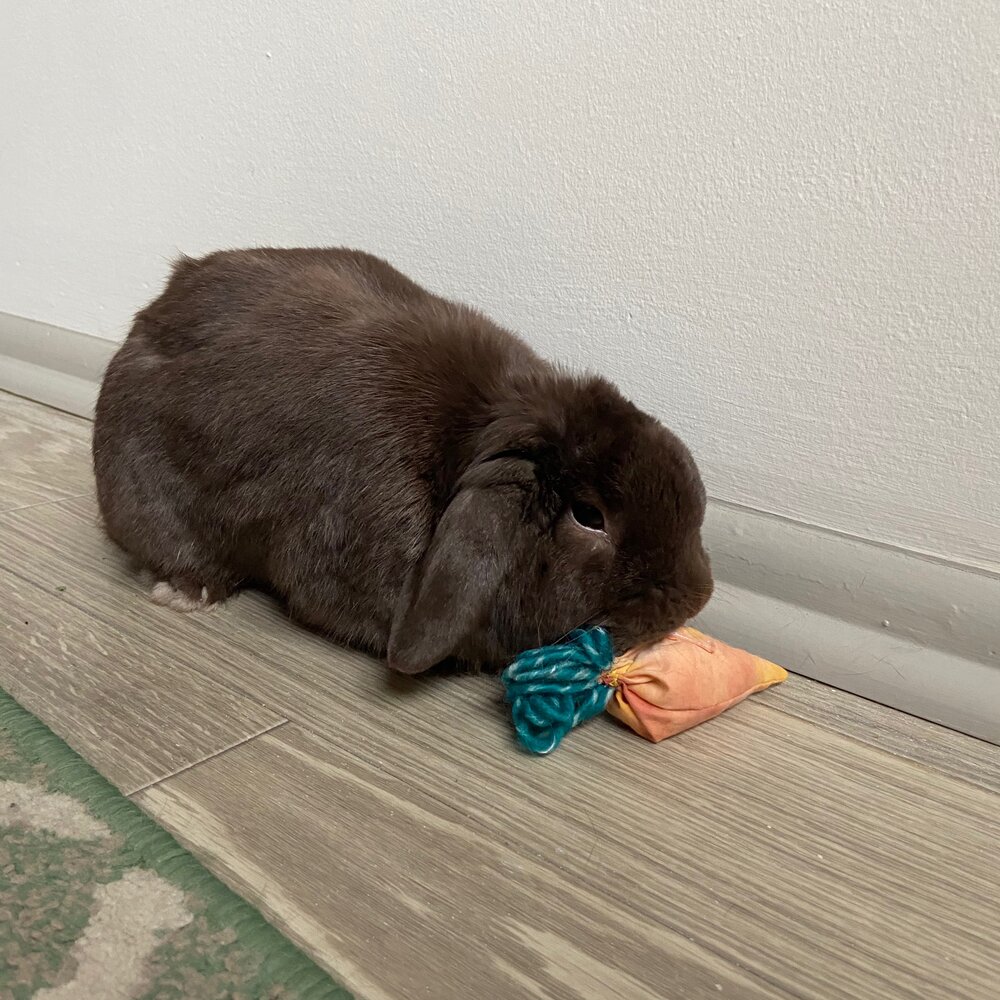 Small chocolate brown rabbit shows off his new handmade carrot toy