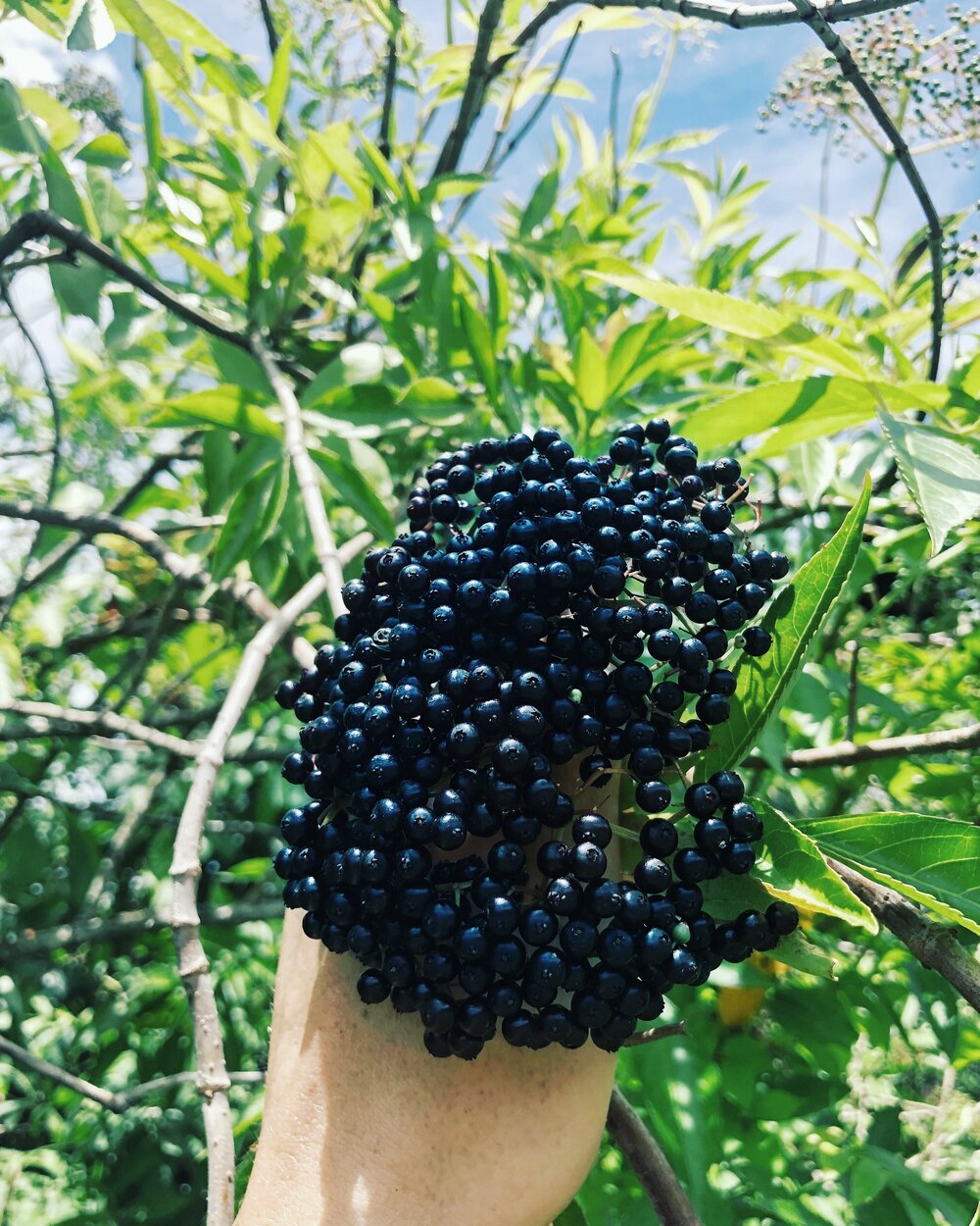 Meg’s hand full of dark blue berries, collected for Flora Wellness products  photo credit Flora Wellness.