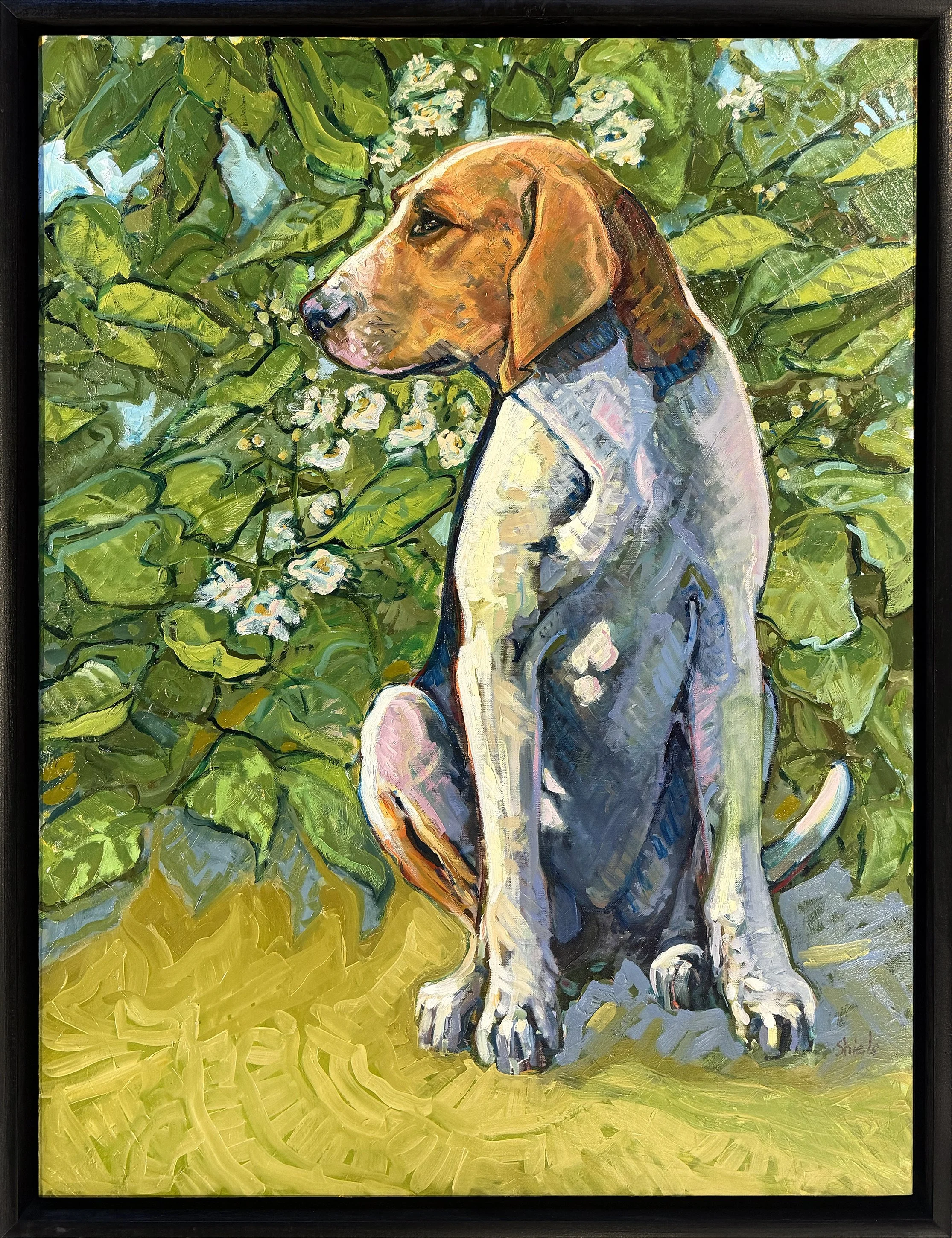 Shiels.CatalpaHound.DH5450.jpg