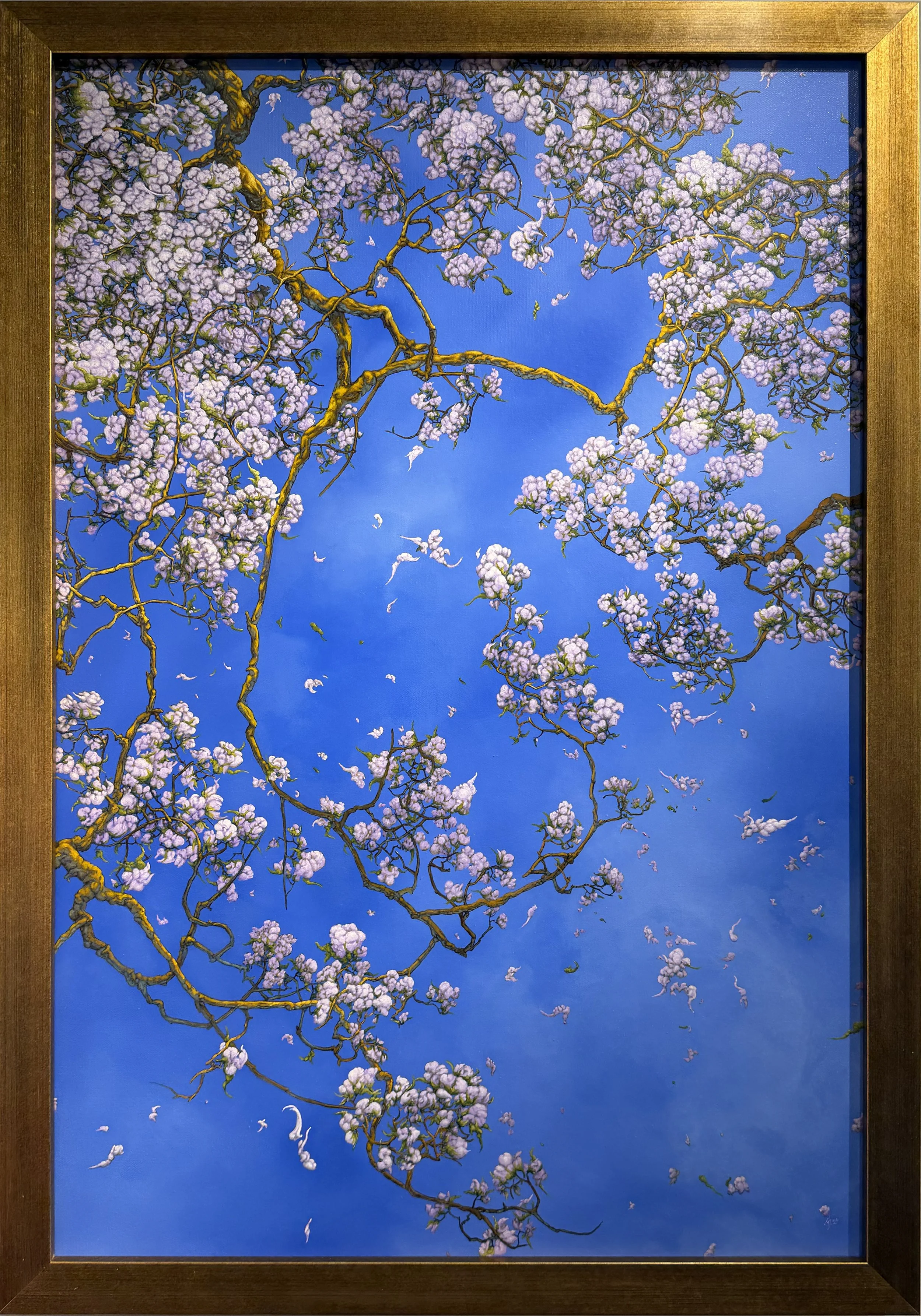 Hayward.Sakura.14341.jpg
