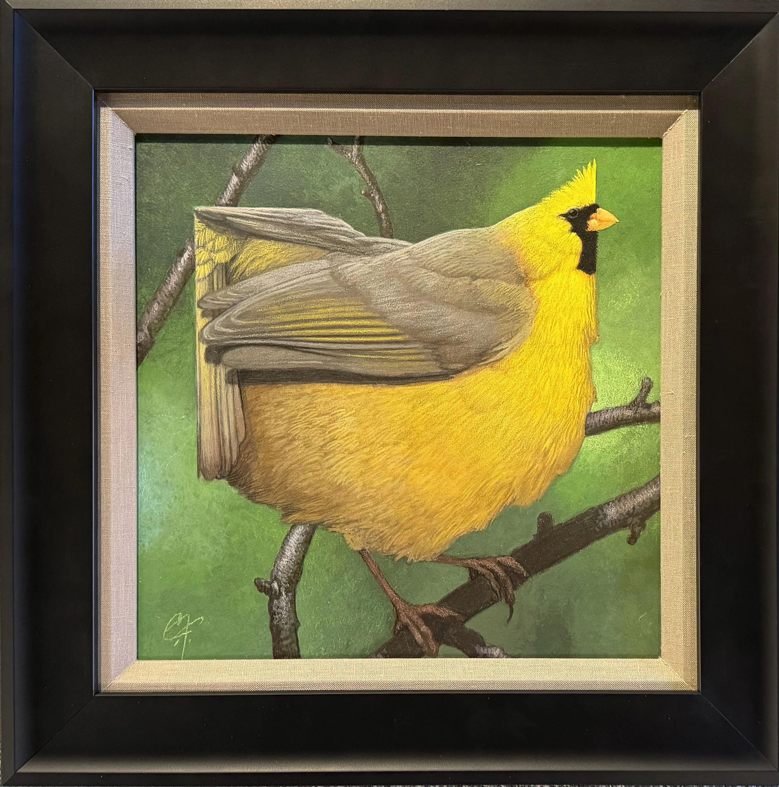Payne.YellowOhioCardinal.DH5456.jpg