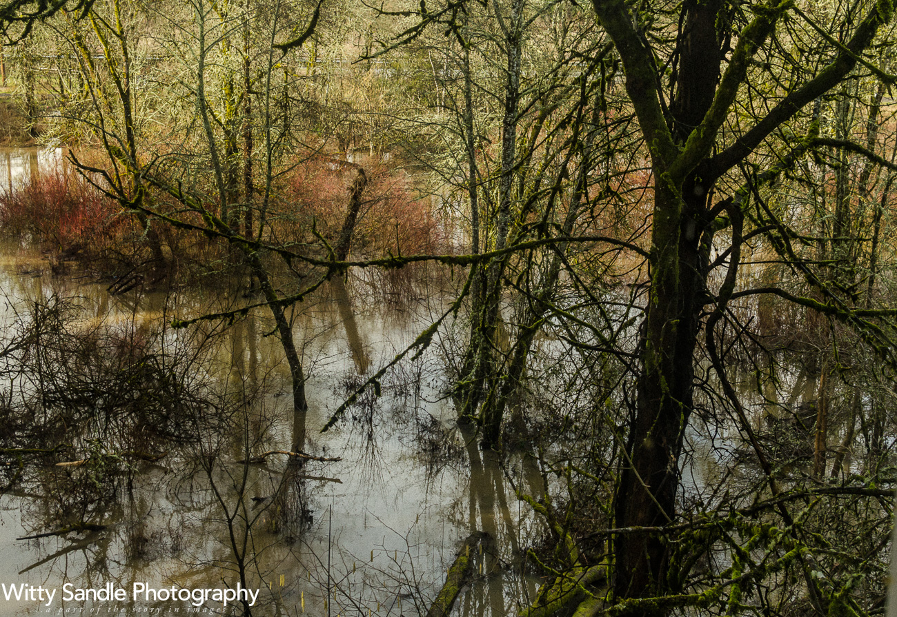 This is the view from the deck of the air bnb where I stay when I am in Portland. I know, beautiful right? Even after a downpour! The creek had flooded so the trees and foliage got more than enough to drink!