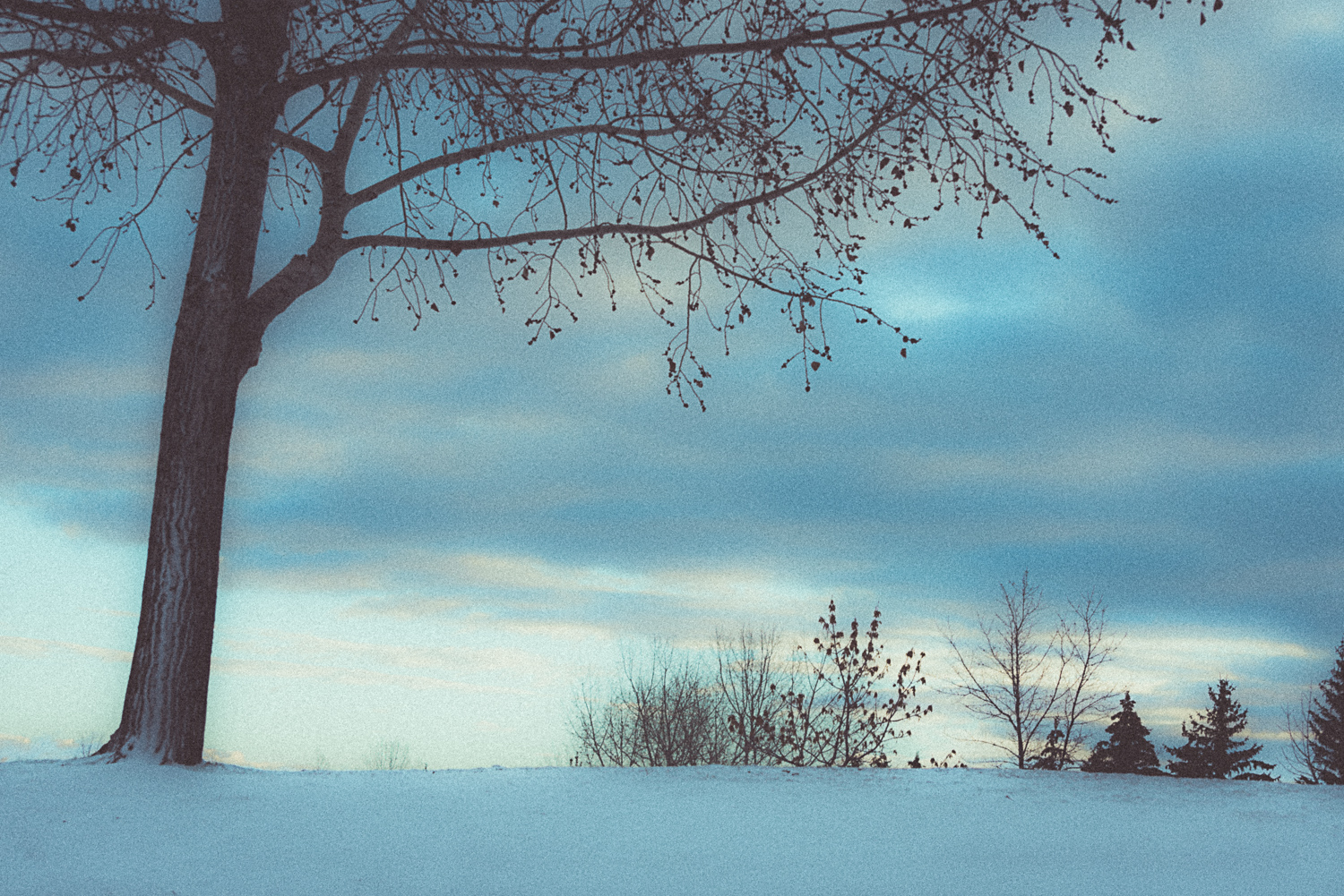 There is not much snow. We had a big dump of it a couple of weeks ago but the temperatures have gone back up so a lot has melted. However, I know it won't be too long before my local park looks like this again. I took this photo last winter.