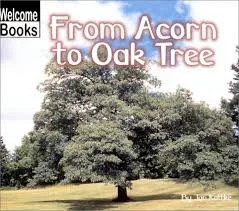 From Acorn to Oak Tree.jpg