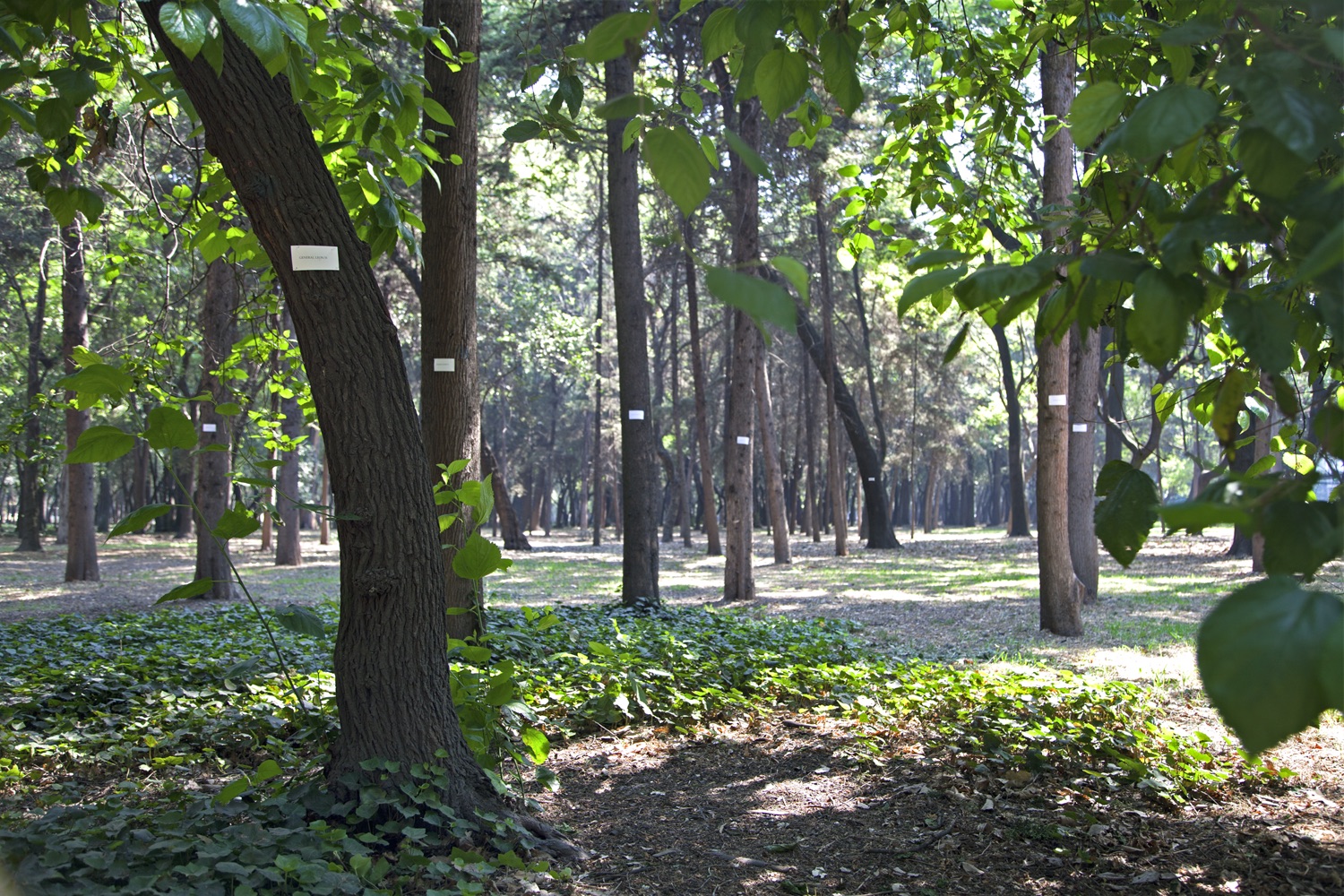 Bosque 9 copia.jpg