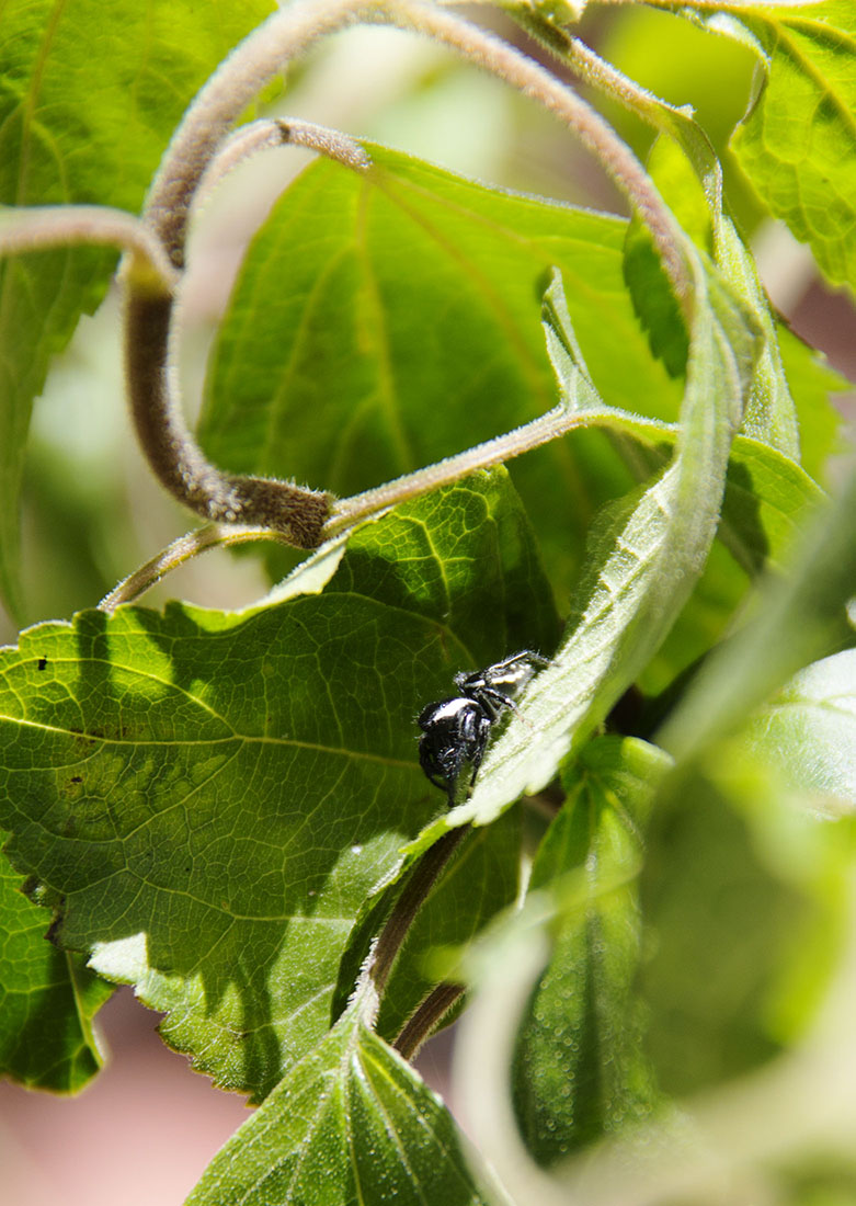 Saticidae: Paraphidippus aurantius 2.jpg