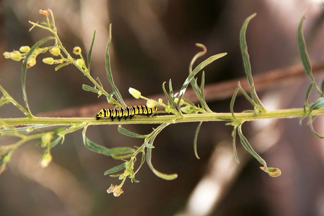Papilionidae : oruga.jpg