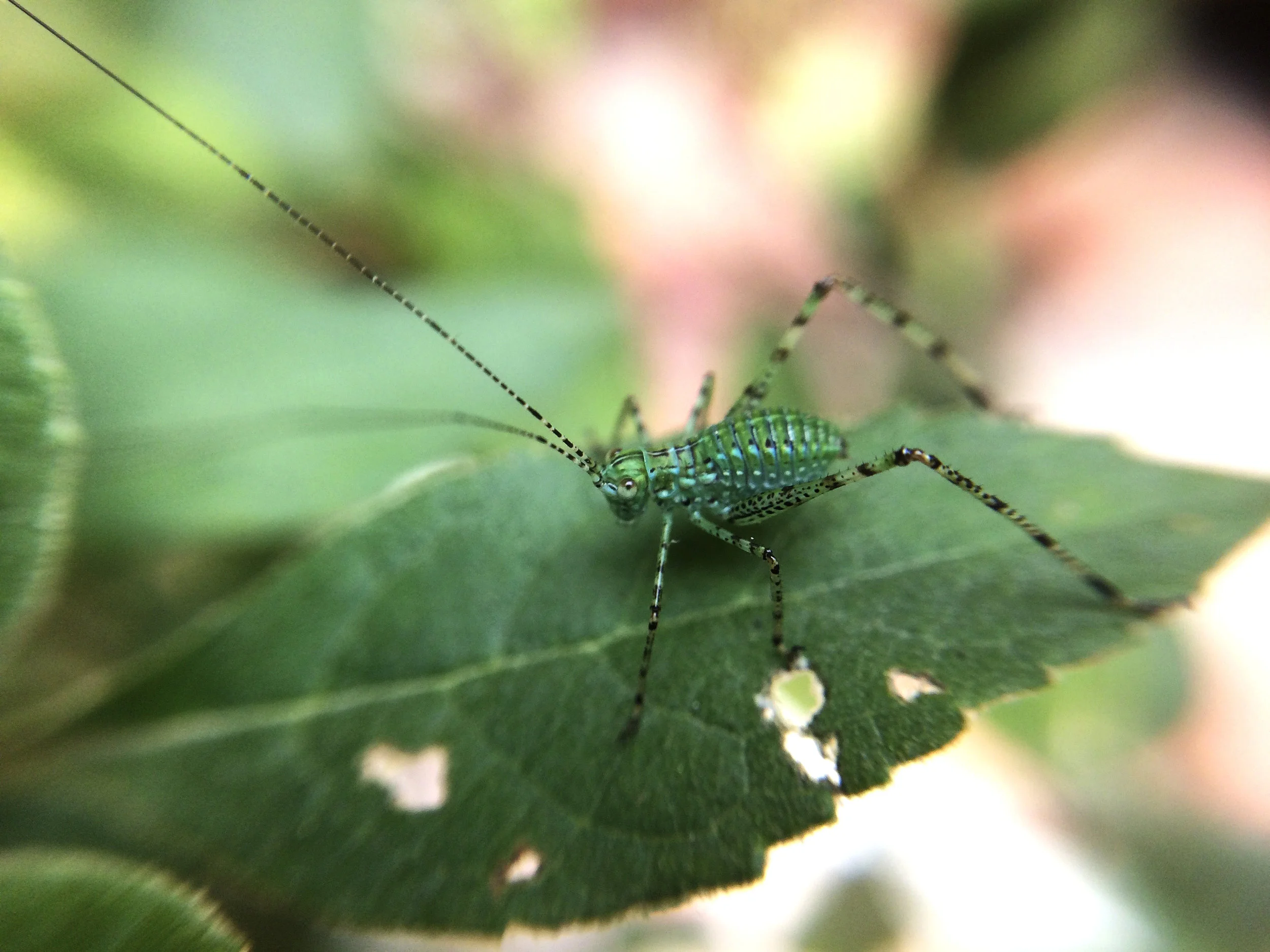 Chapulin Verde.jpg