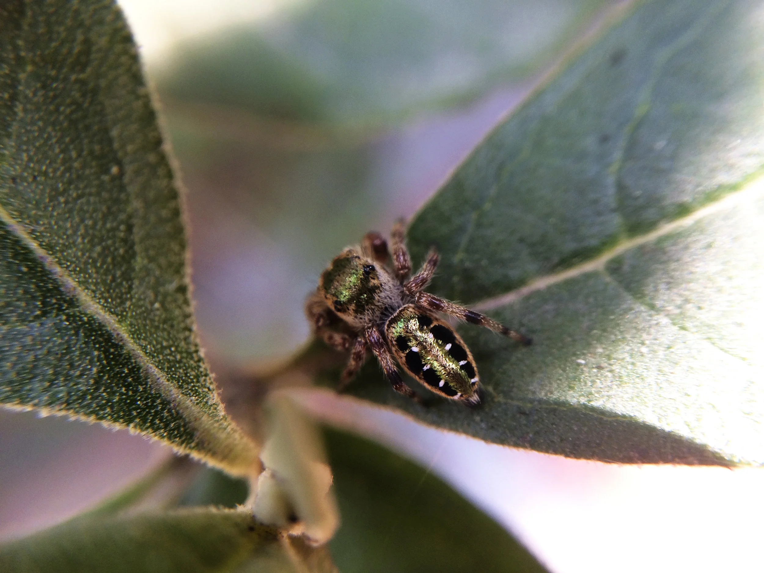 Araña III.jpg