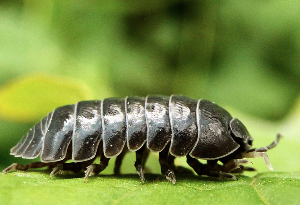 cochinilla.jpg