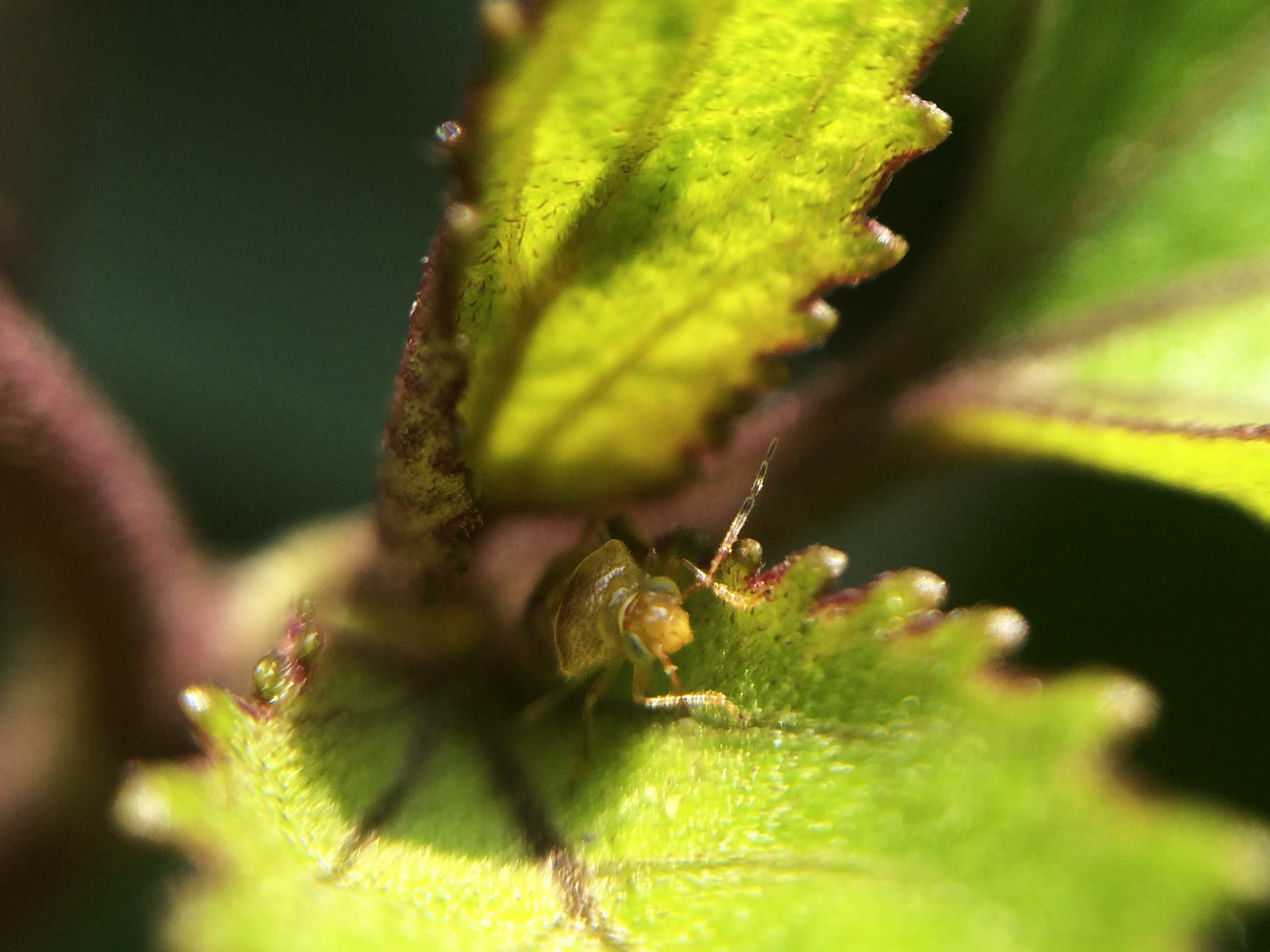 Diptera II.jpg