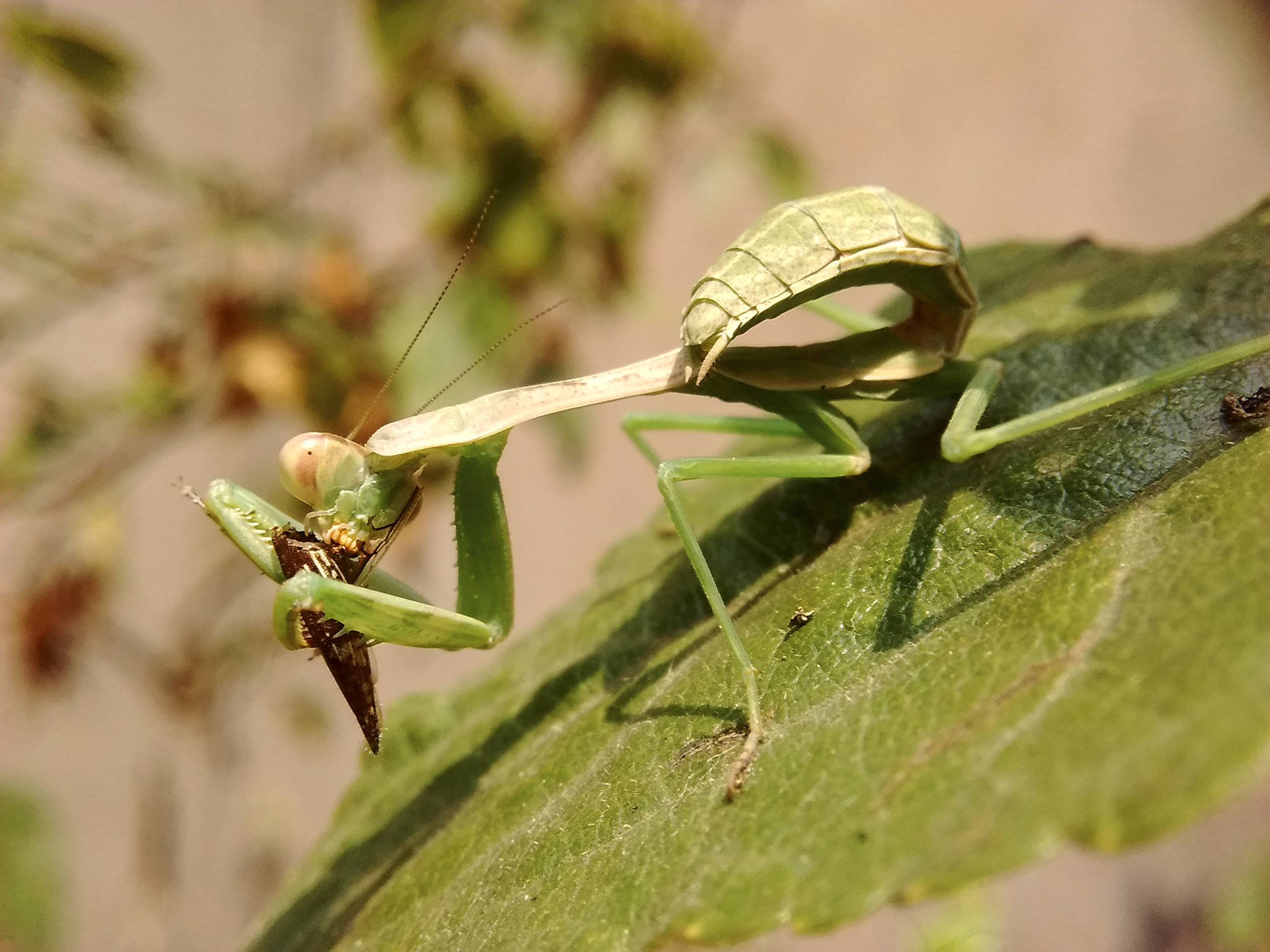 Mantodea.jpg