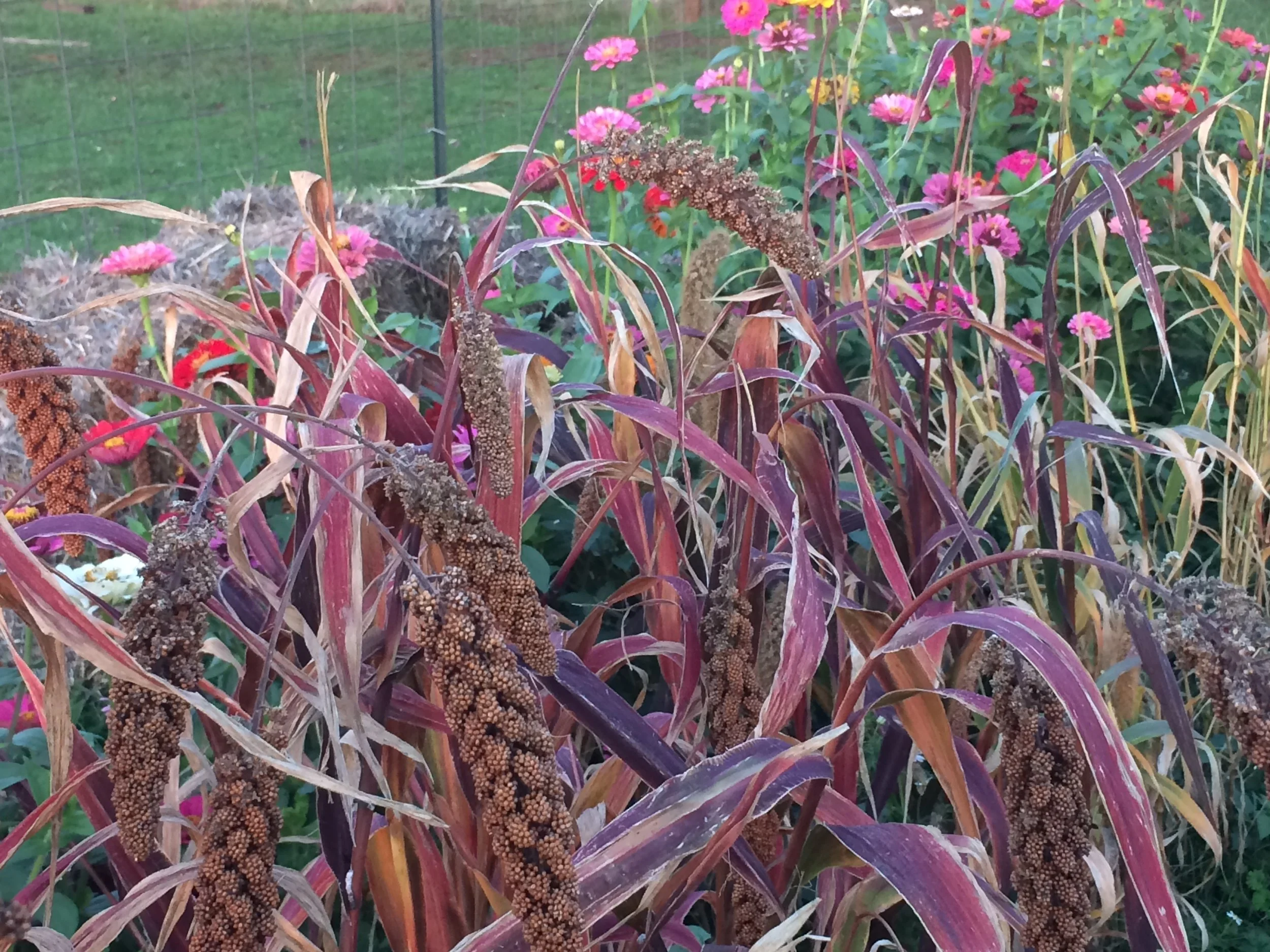 Millet drying on the stalks is then brought in and shaken to save each little seed. 