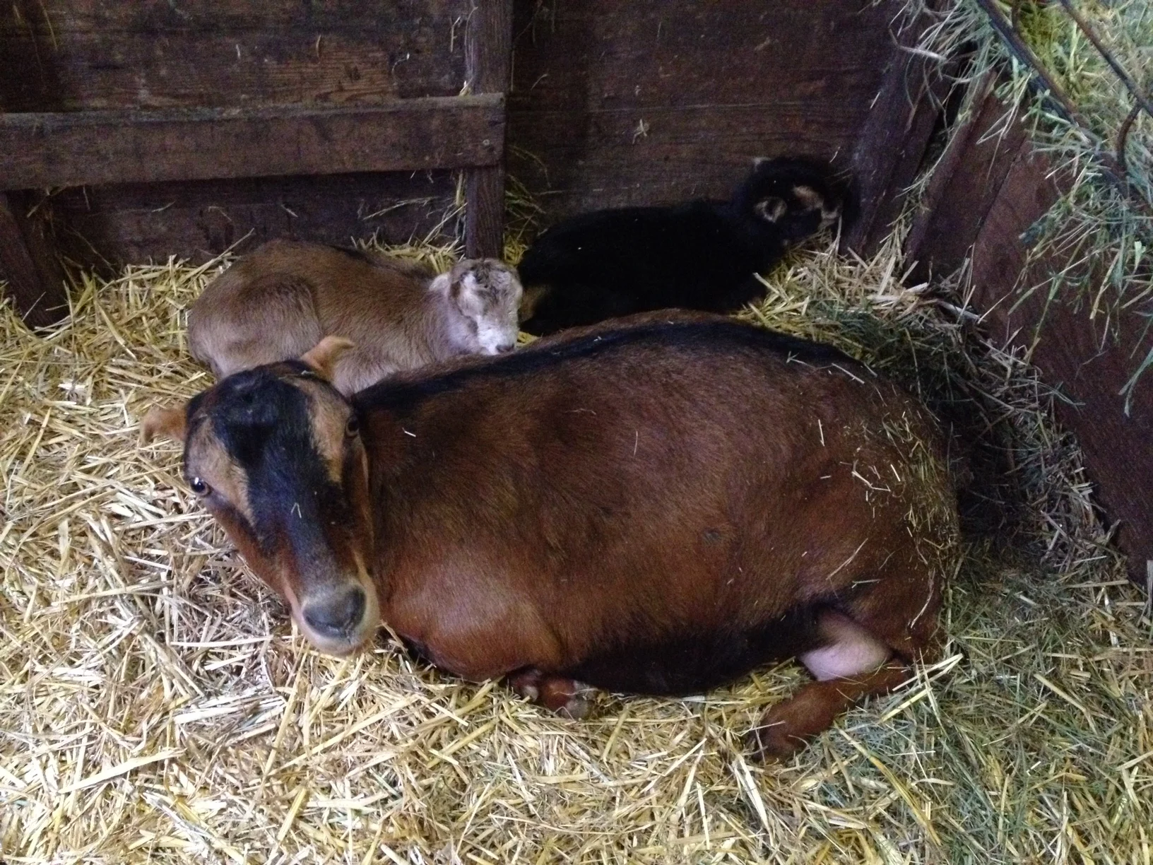 Eula and her twins in their first days