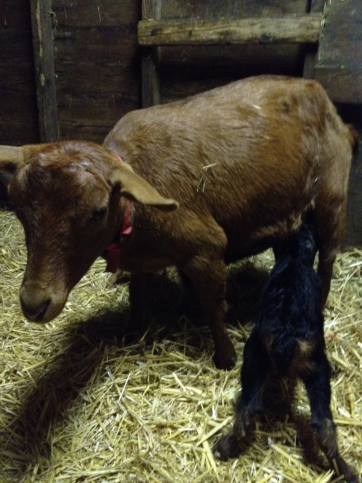 Gloria discovering motherhood -- babies taking their first big drink.