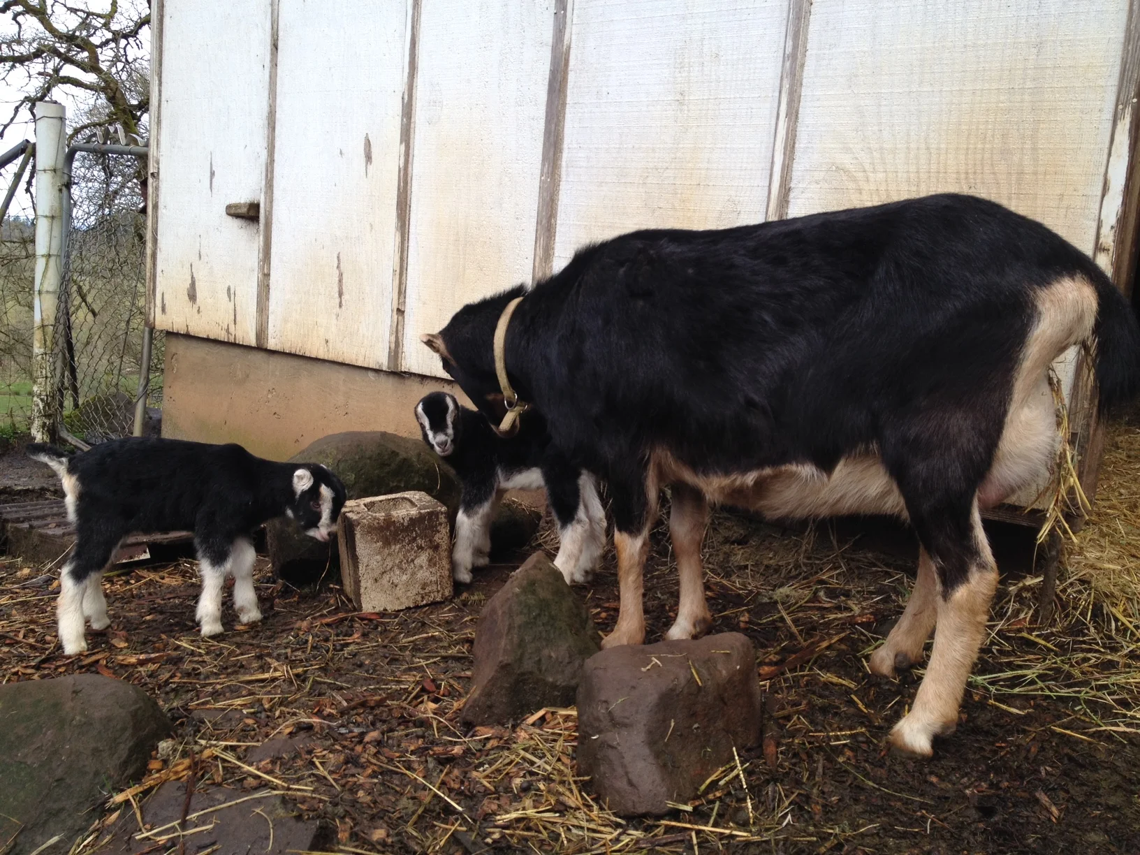 Francis and twins on one of their first outings