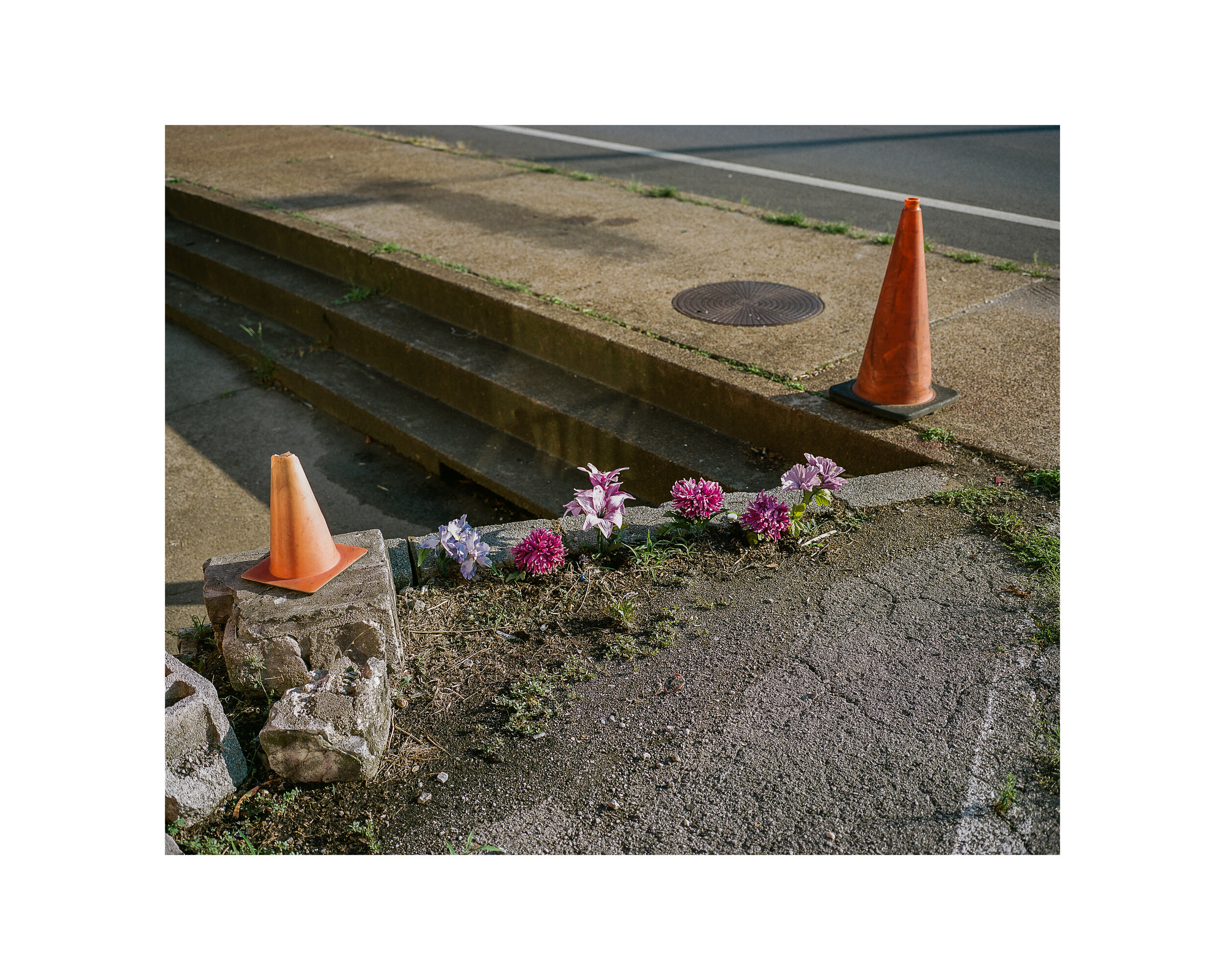 flower and cones.jpg