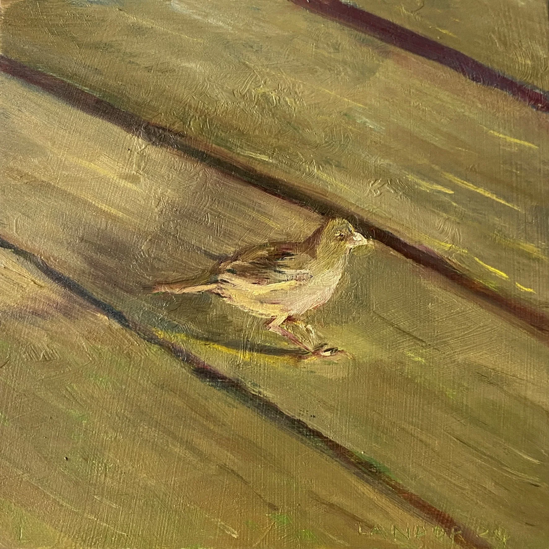 Oregon Junco.jpg