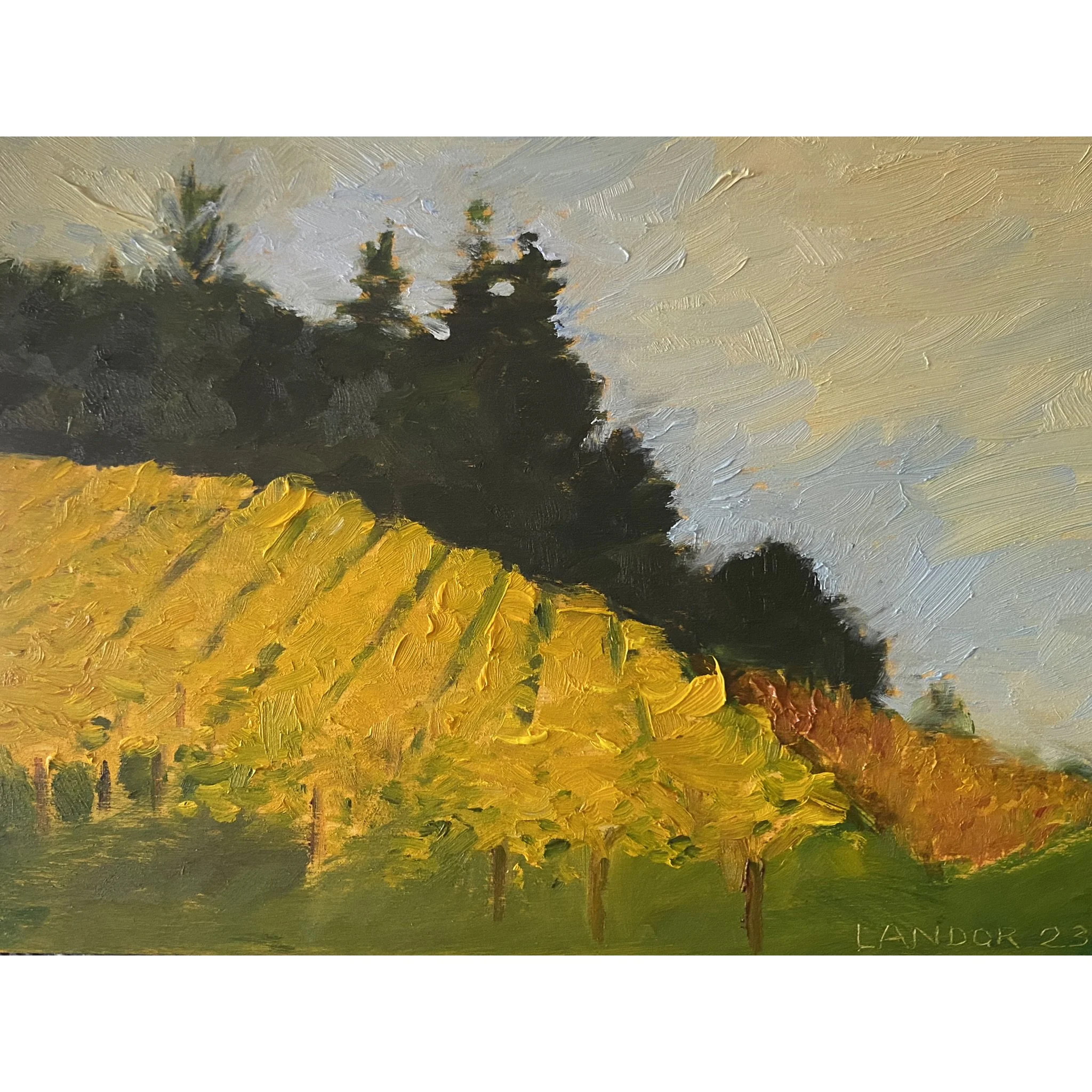 Rossis Vineyard 2023 Square.jpg