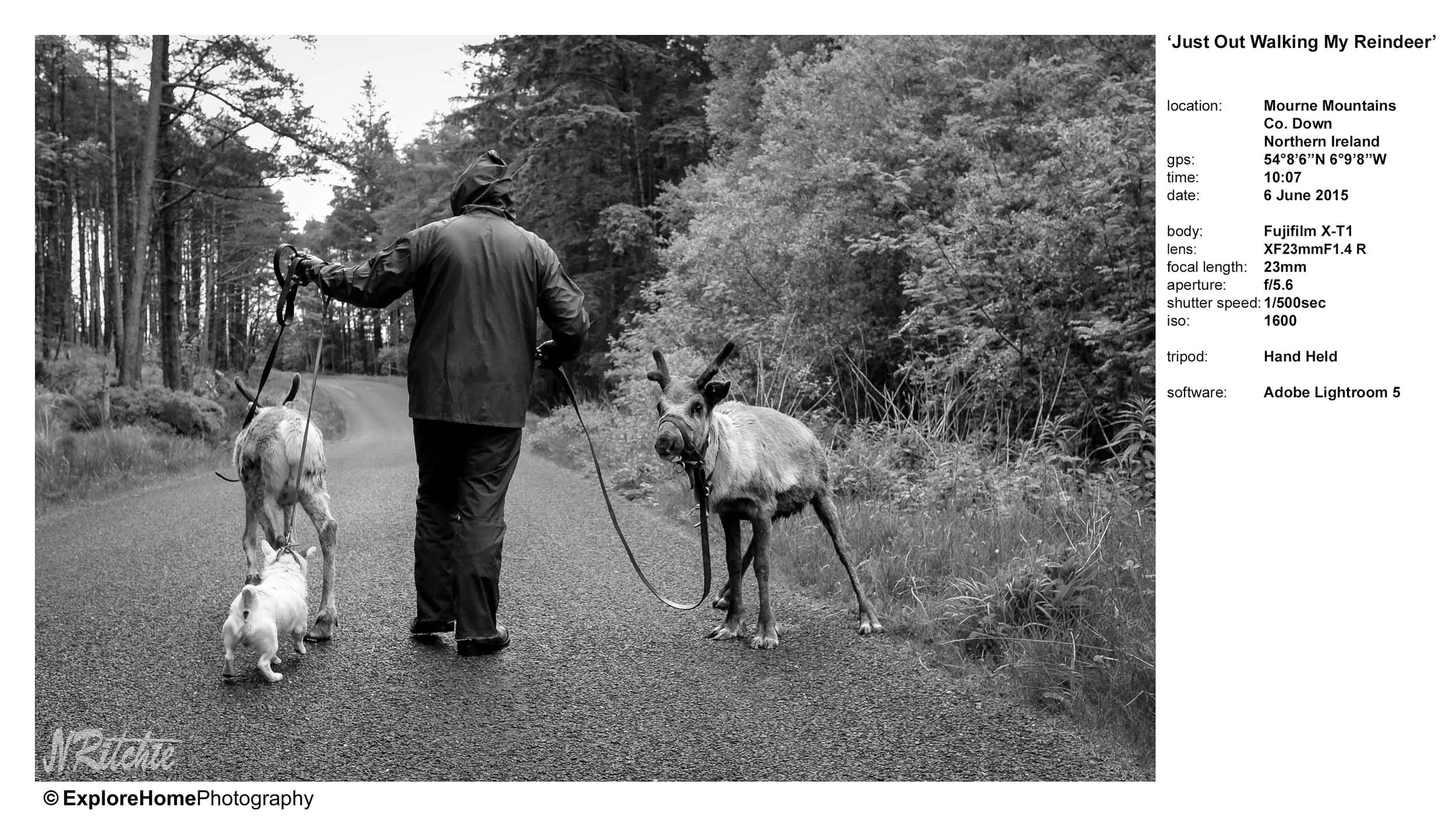 ‘Just Out Walking My Reindeer'