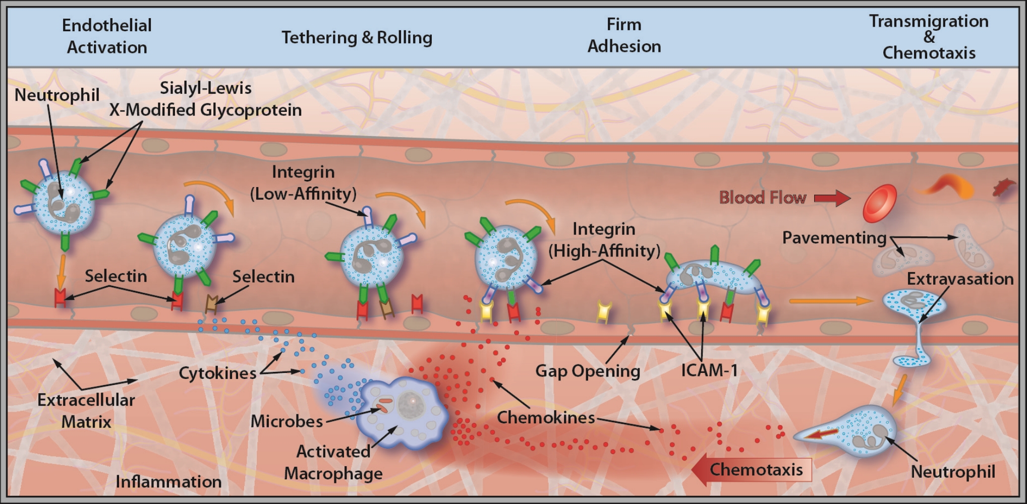 Leukocyte Extravasation