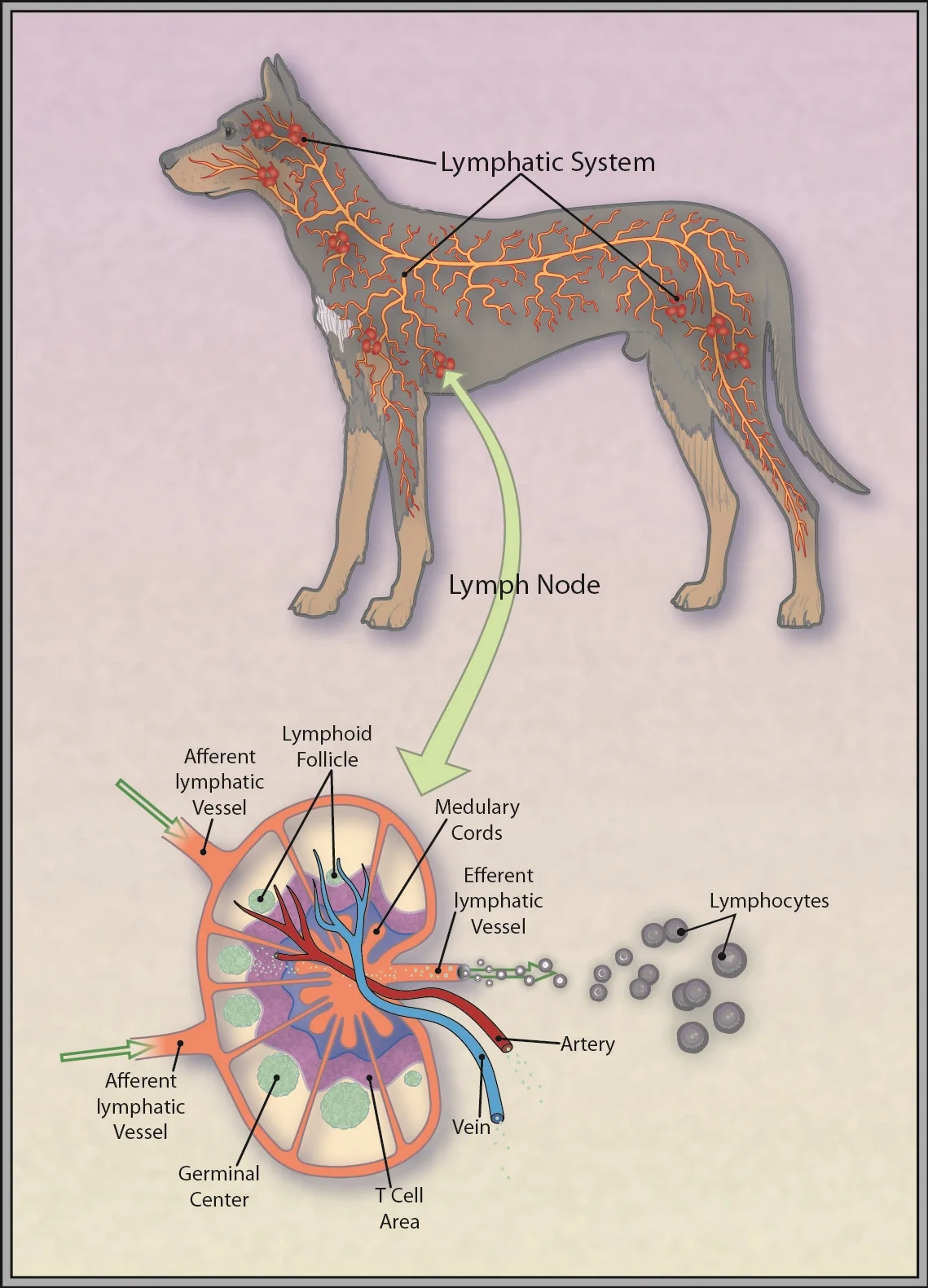 Canine Lymphatics and Lymph Nodes