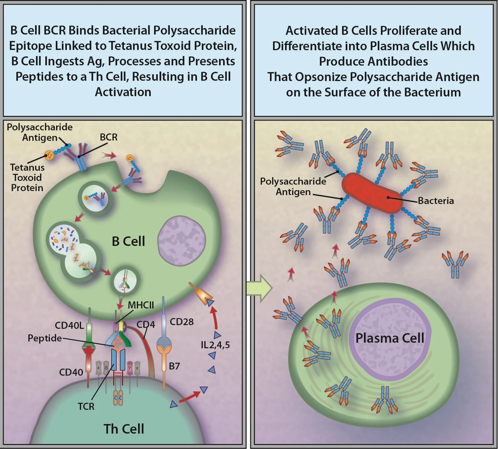 Conjugate Vaccine Against Capsular Polysaccharide