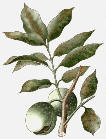 Walnut