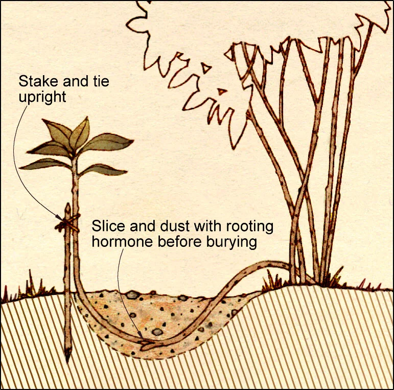 Bush Root