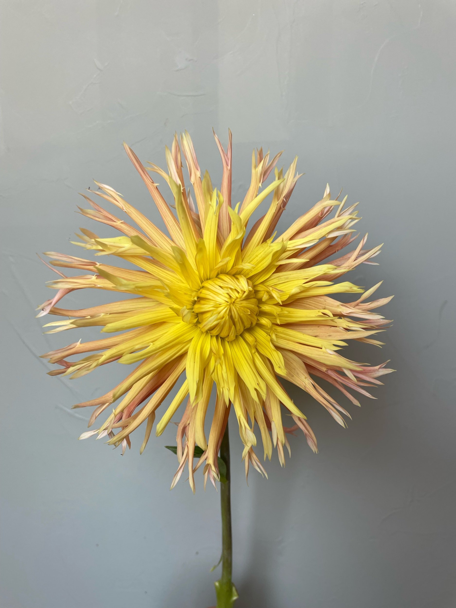 Dahlia araignée