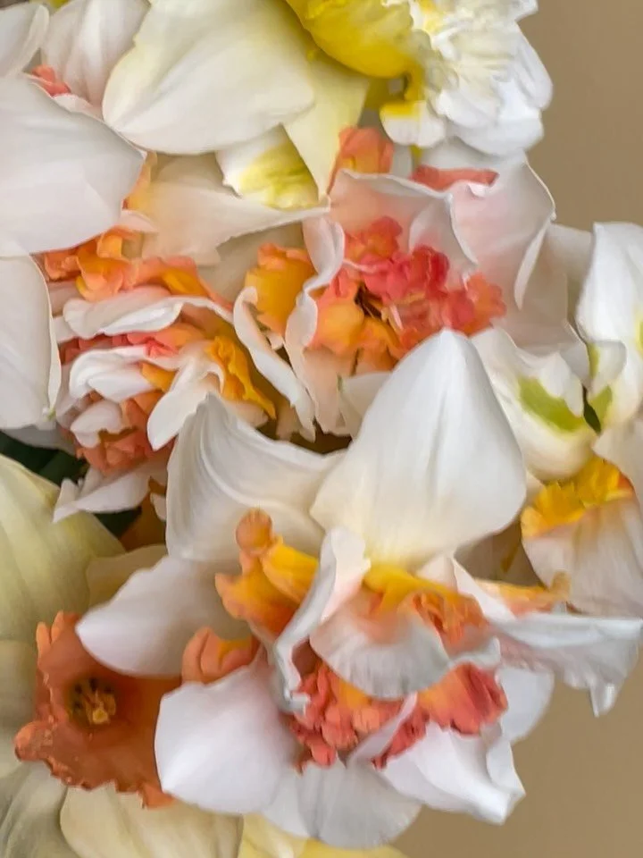 Narcissus- one of spring&rsquo;s most underrated flowers. I keep discovering new varieties each season 💓 Can&rsquo;t wait to see what our local growers have in store for us this year 💝